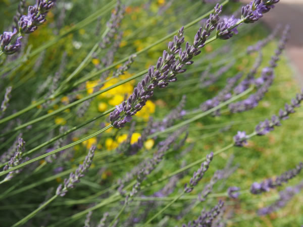 パークヒルズ緑の会 敷地内の植栽ブロック１