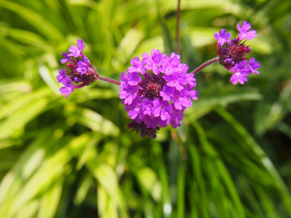 パークヒルズ緑の会 敷地内の植栽ブロック５